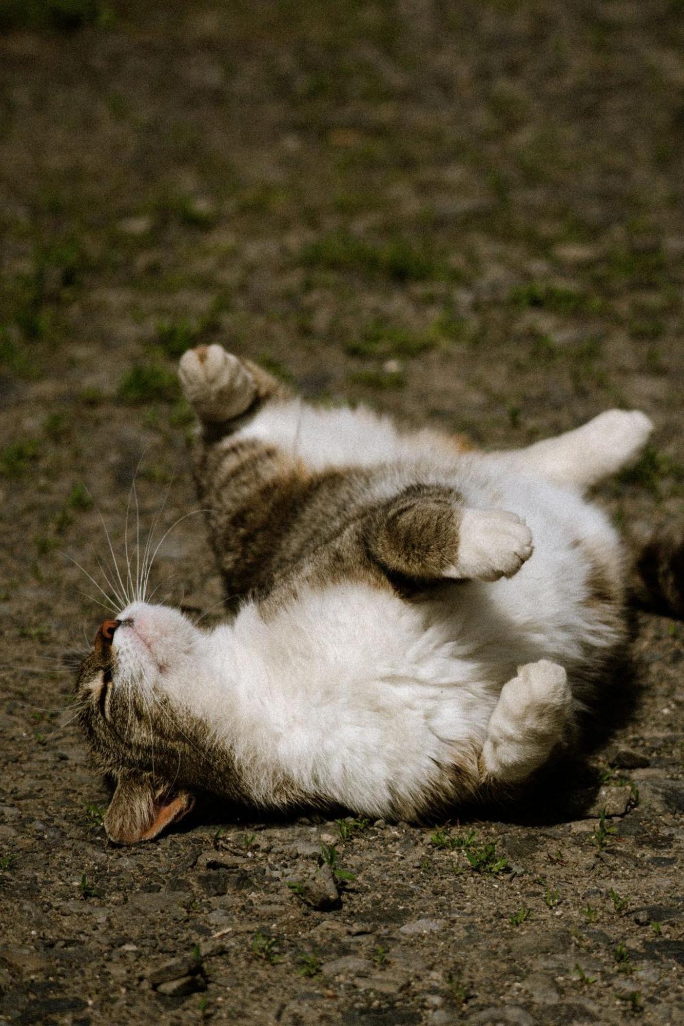 Dwie Brzozy Wegetarianskie Siedlisko Wlen Bagian luar foto